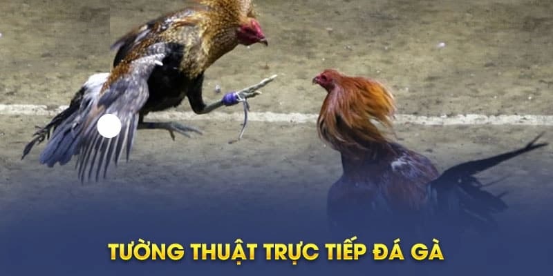 Xem đá gà trực tiếp full HD hoàn toàn miễn phí